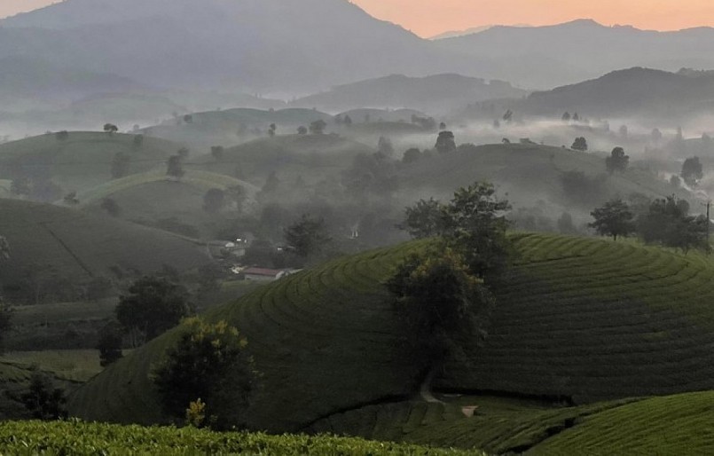 Đồi chè Long Cốc mùa này như lạc chốn bồng lai