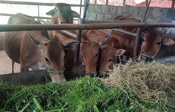 Bò vàng A Lưới đòn bẩy cho cuộc sống trù phú nơi sườn non