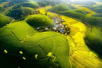 Đồi chè Long Cốc mùa này như lạc chốn bồng lai