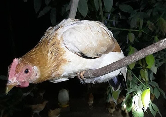 Loại gà ngày ăn mối, tối ngủ cây
