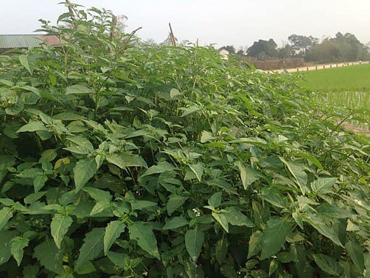 Cây tầm bóp còn được gọi bằng nhiều tên khác như: cây lồng đèn, lu lu cái, thù lù cạnh,... 