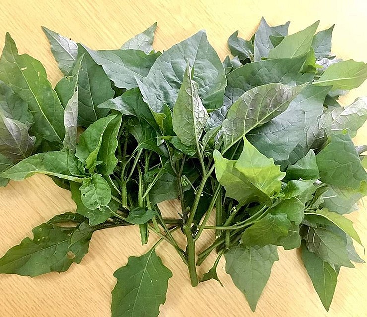 Chúng mọc dại bạt ngàn ở bờ ruộng, bờ rào, đất trống ven đường, ven rừng, chủ yếu ở vùng nông thôn.