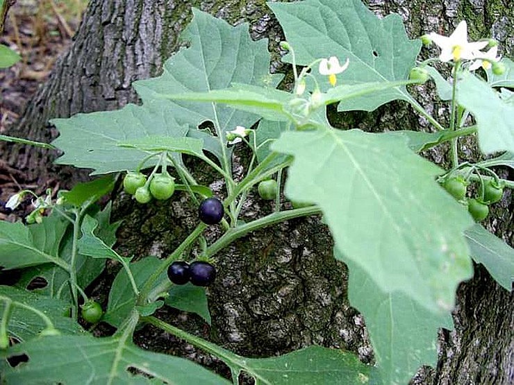 Trẻ em thành phố thường hái quả tầm bóp để chơi, còn rau tầm bóp nhiều người nghĩ không ăn được.