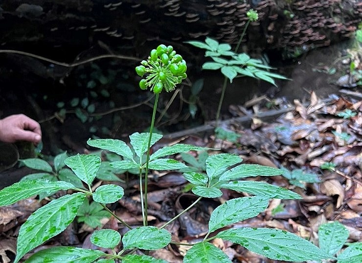 Cây sâm Ngọc Linh được xác định là một trong 5 loại nhân sâm tốt nhất thế giới.