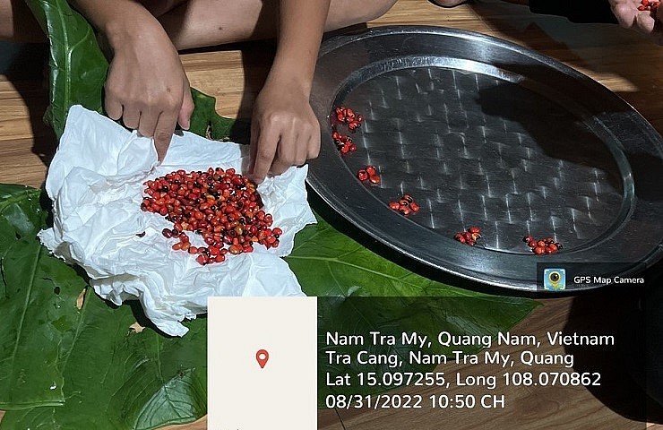 Việc mua bán hạt sâm Ngọc Linh không tính theo cân nặng mà đếm hạt hoặc bán theo lon.