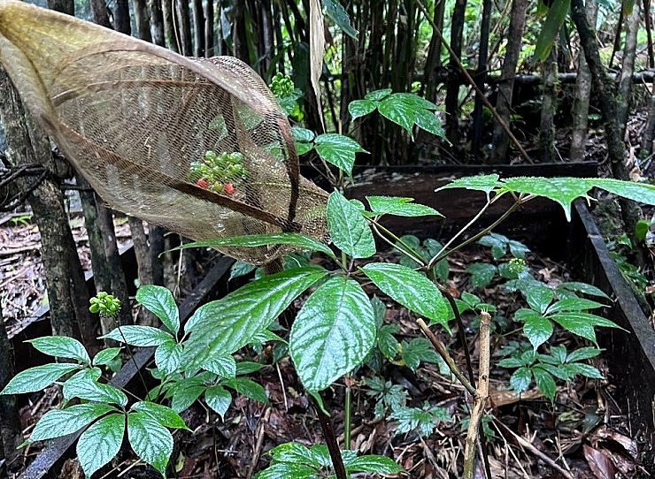 Mỗi cây sâm Ngọc Linh chỉ cho một nhánh hoa với số lượng hạt rất ít, chị Thương phải bọc lưới tránh sâu bọ hoặc chim, chuột ăn hạt.