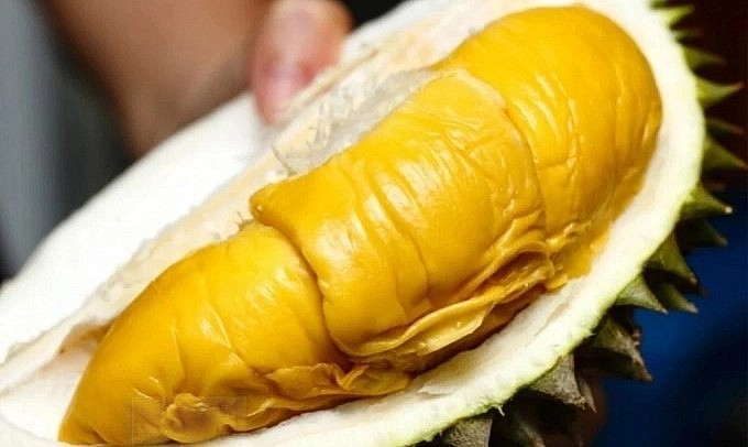 Cơm sầu riêng Musang King màu vàng đậm, hạt dẹt, vị ngậy thơm đặc trưng. Ảnh: Green House.