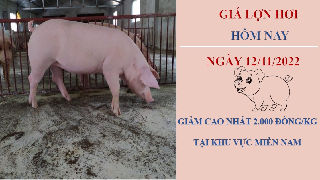 Giá heo hơi hôm nay 12/11/2022: Giảm 1.000 -2.000 tại hai miền Bắc - Nam