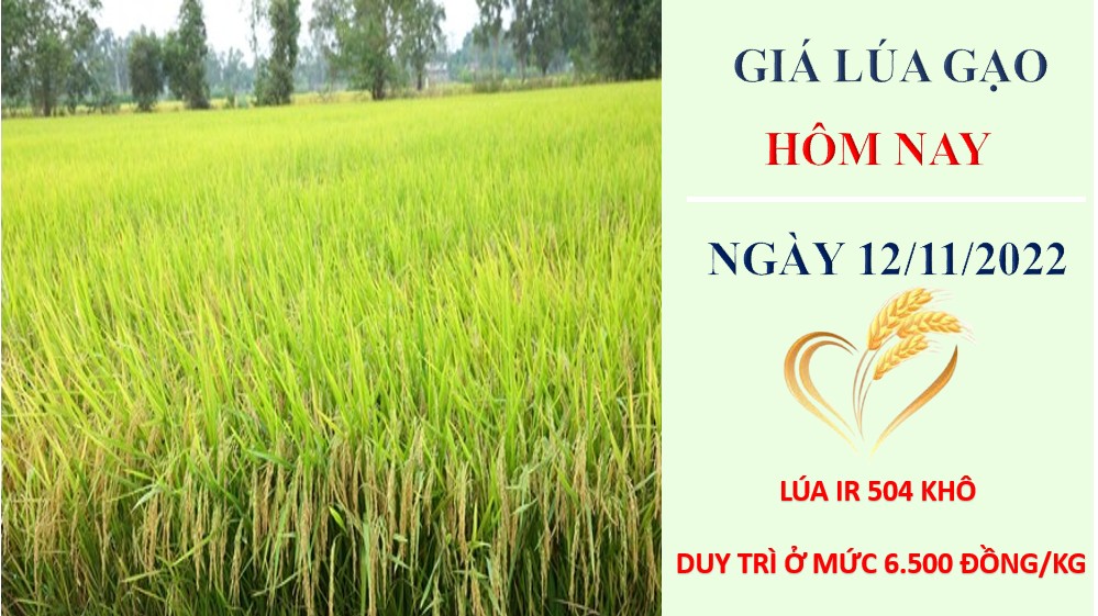 Giá lúa gạo hôm nay 12/11/2022: Thị trường giao dịch sôi động