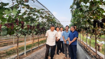 Mô hình trồng nho Hạ đen đảm bảo mục tiêu kép