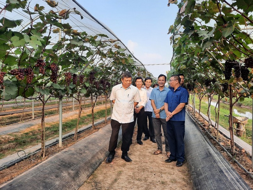 Ninh Bình: Mô hình trồng nho Hạ đen đảm bảo mực tiêu ké