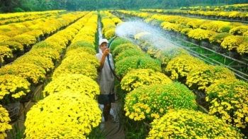 Người miền Tây lo lắng vụ mùa hoa, kiểng Tết năm nay