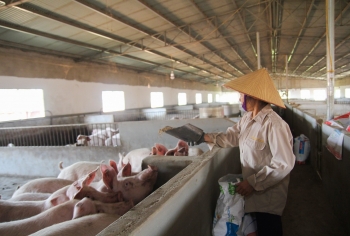 Tại sao giá heo giảm mạnh từ chuồng đến chợ?