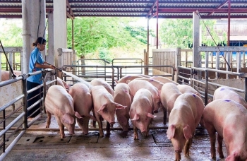 Dự báo giá heo hơi dịp Tết Nguyên đán 2023