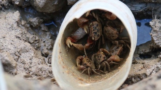 Độc chiêu săn loài nhiều chân chạy nhanh như gió bằng cốc nhựa và ruốc hôi