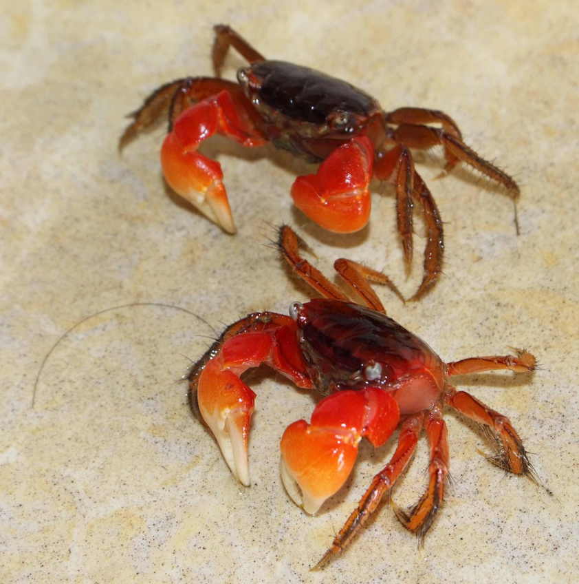 Độc chiêu săn loài nhiều chân chạy nhanh như gió bằng cốc nhựa và ruốc hôi