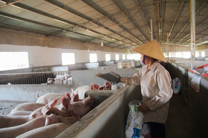 Tại sao giá heo giảm mạnh từ chuồng đến chợ