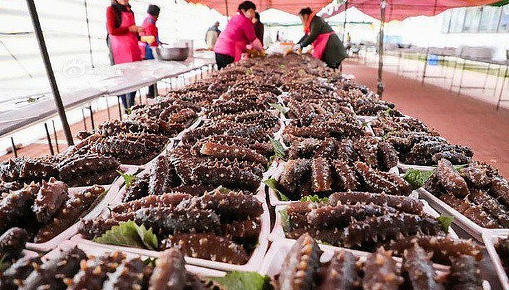 Cơn sốt săn lùng dưa chuột biển khắp toàn cầu.