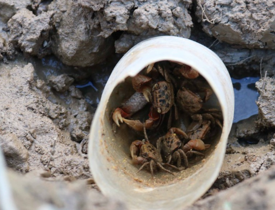 Độc chiêu săn loài nhiều chân chạy nhanh như gió bằng cốc nhựa và ruốc hôi