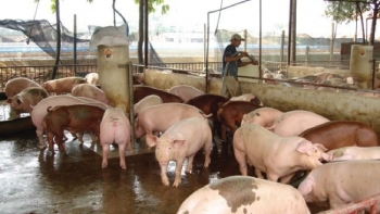 Giá heo hơi được dự báo sẽ tăng mạnh trong thời gian tới