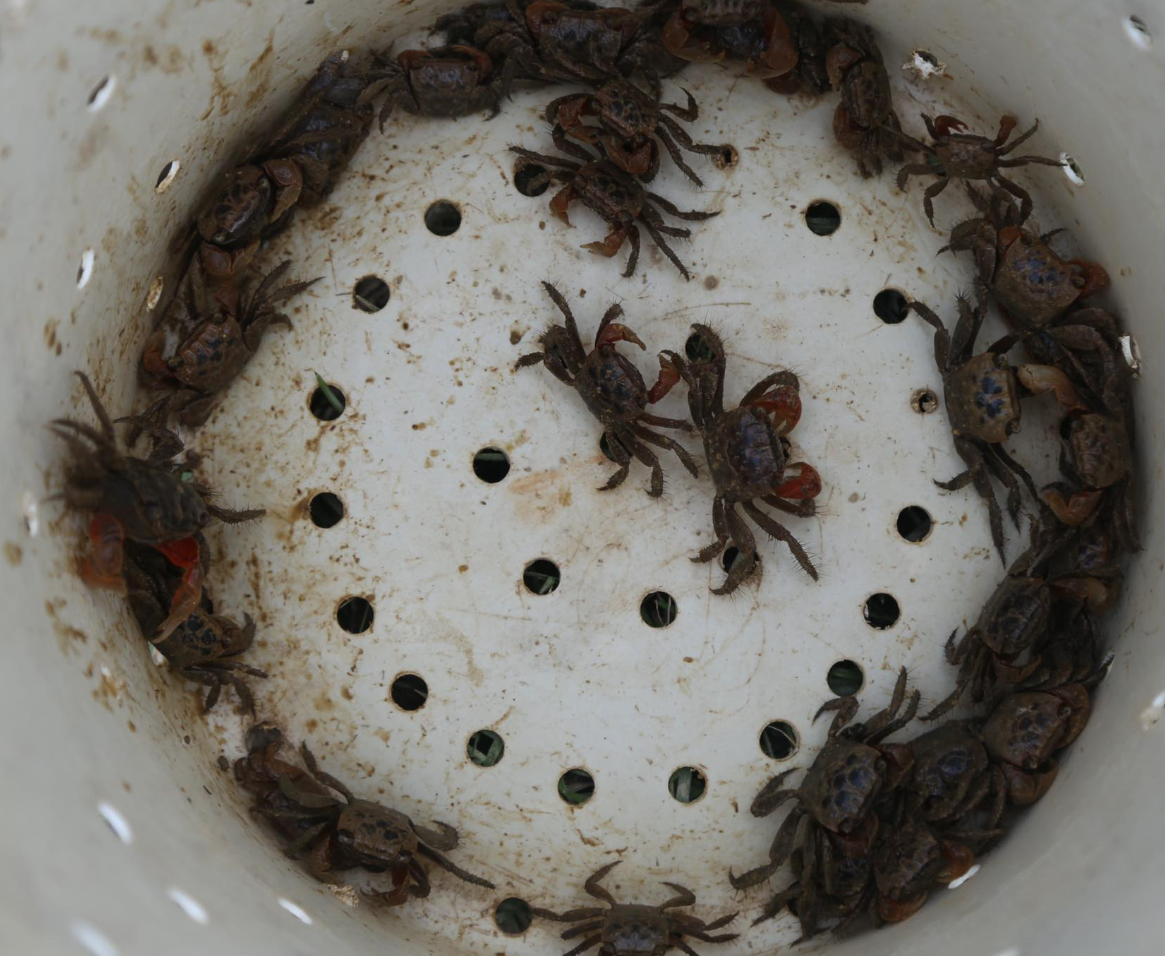 Độc chiêu săn loài nhiều chân chạy nhanh như gió bằng cốc nhựa và ruốc hôi