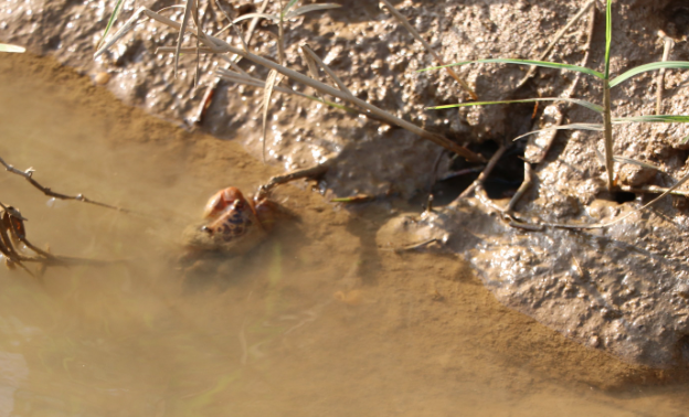 Độc chiêu săn loài nhiều chân chạy nhanh như gió bằng cốc nhựa và ruốc hôi