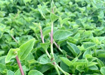 Cây dại giống rau càng cua, xưa nhổ vứt đi nay thành đặc sản được săn lùng