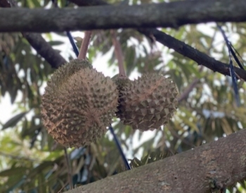 Nhiều người ở Việt Nam trồng thành công sầu riêng Musang King, bà con học hỏi để làm giàu