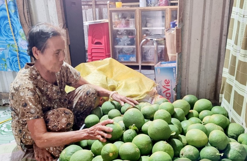 Hiện cơ sở sản xuất của anh Đệ đã ký hợp đồng thu mua bưởi non với 5 nhà vườn, với giá mua dao động từ 5.000-10.000 đồng/kg. Ảnh: Hồng Cẩm Hiện cơ sở sản xuất của anh Đệ đã ký hợp đồng thu mua bưởi non với 5 nhà vườn, với giá mua dao động từ 5.000-10.000 đồng/kg. Ảnh: Hồng Cẩm