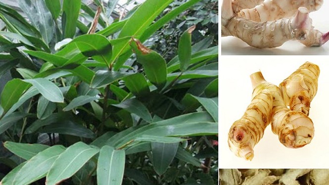 Loại gia vị ít người biết tới lại có tác dụng vô cùng kì diệu đối với sức khoẻ