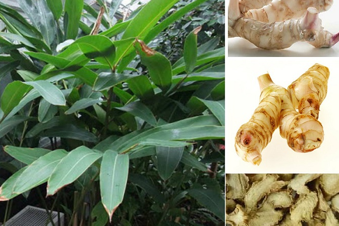 Loại gia vị ít người biết tới lại có 8 tác dụng vô cùng kì diệu với sức khoẻ