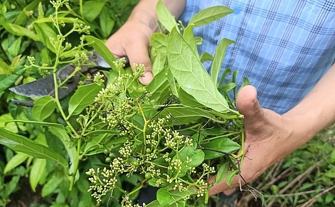 anh Khánh tìm tòi học hỏi từ nhiều nguồn thông tin về cách chăm sóc để đảm bảo đúng kỹ thuật anh Khánh tìm tòi học hỏi từ nhiều nguồn thông tin về cách chăm sóc để đảm bảo đúng kỹ thuật