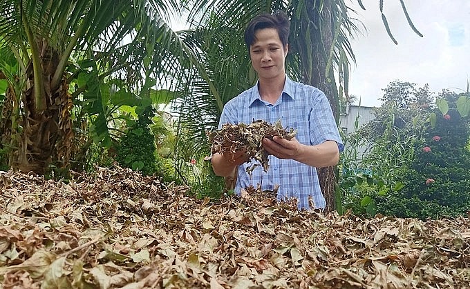 Anh Khánh cho biết, xạ đen có thể sử dụng cả cây lá tươi hoặc khô (Ảnh: Huỳnh Hải). Anh Khánh cho biết, xạ đen có thể sử dụng cả cây lá tươi hoặc khô (Ảnh: Huỳnh Hải).