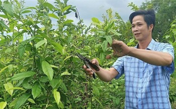 Thầy giáo mang cây thuốc quý trên rừng xuống biển thu lãi 400 triệu đồng/năm