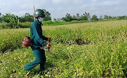 Hiện chị Mai đang mở rộng diện tích lên tới hơn 15 ha, hứa hẹn sang những năm tới sẽ cho thu nhập hàng tỷ đồng/năm.