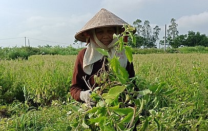 Hiện chị đang trồng rất nhiều loại cây dược liệu khác nhau và đều cho lợi nhuận cao gấp nhiều lần so với cây màu.