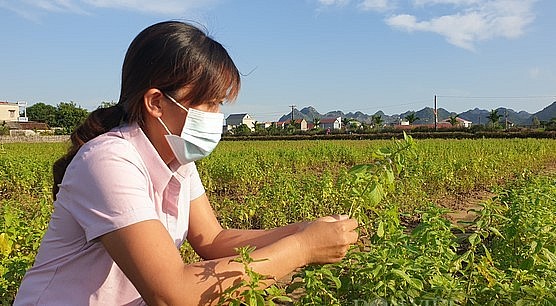 Để có thêm nguồn nguyên liệu, gia đình chị Maiđã vận động người dân trong thôn, xã và cả các xã lân cận liên kết sản xuất, khuyến khích bà con trồng, cung cấp giống và bao tiêu sản phẩm.