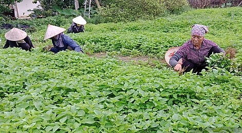 Hiện gia đình của chị Mai đang tạo công ăn việc làm cho 12 lao động thường xuyên tại địa phương, với mức thu nhập từ 3- 3.6 triệu đồng/người/tháng.