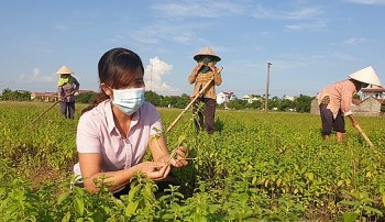 Sở hữu cả cánh đồng dược liệu quý, nữ 8X thu nửa tỷ mỗi năm