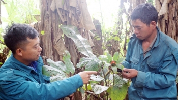 Trồng dược liệu quý sắp tuyệt chủng, chàng trai Hà Nhì bán mỗi củ thu tiền triệu