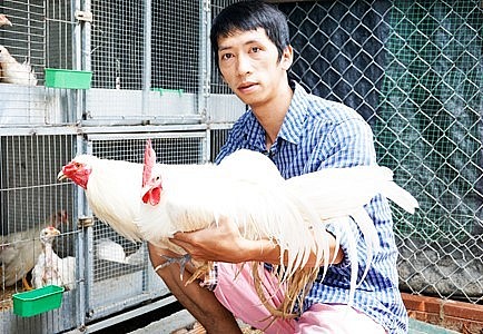 Một giống gà cảnh anh Hùng nuôi trong trang trại.
