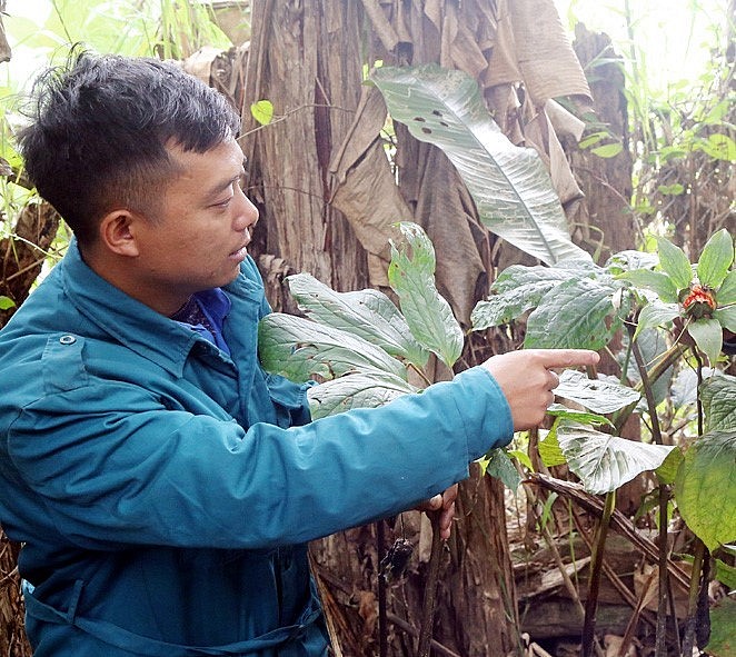anh Có Thó Suy sở hữu vườn dược liệu quý trị giá hàng trăm triệu đồng.