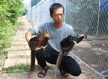 Gác bằng đại học, đem 10 tỷ lên núi nuôi giống gà lạ hoắc lần đầu thấy ở Việt Nam