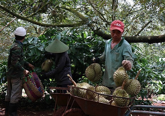 Nông dân huyện Krông Pắk, tỉnh Đắk Lắk thu hoạch sầu riêng. (Ảnh: TTXVN)