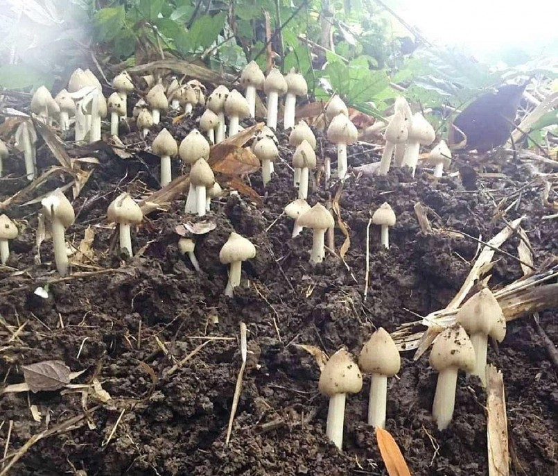 Loại nấm đặc biệt mọc từ nước bọt của mối, giá hơn 700.000 đồng/kg vẫn hiếm có, khó tìm Loại nấm đặc biệt mọc từ nước bọt của mối, giá hơn 700.000 đồng/kg vẫn hiếm có, khó tìm