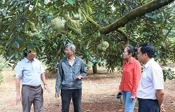 Cơ quan chức năng kiểm tra, hướng dẫn nông hộ trồng sầu riêng tuân thủ các tiêu chuẩn để phục vụ xuất khẩu chính ngạch. Ảnh: TTXVN.