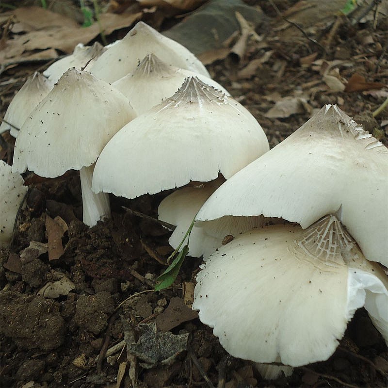 Nấm mối là loại nấm chỉ mọc trong tự nhiên Nấm mối là loại nấm chỉ mọc trong tự nhiên