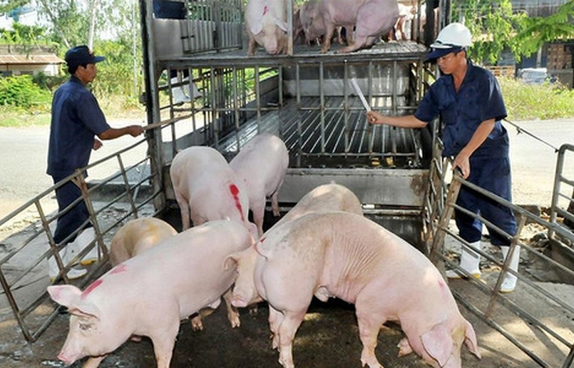 Giá heo hơi hôm nay 13/11 không có nhiều biến động.