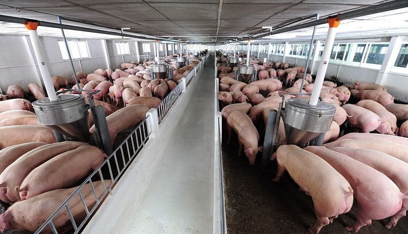 Càng về cuối năm, người chăn nuôi càng khó khăn do giá liên tục giảm.