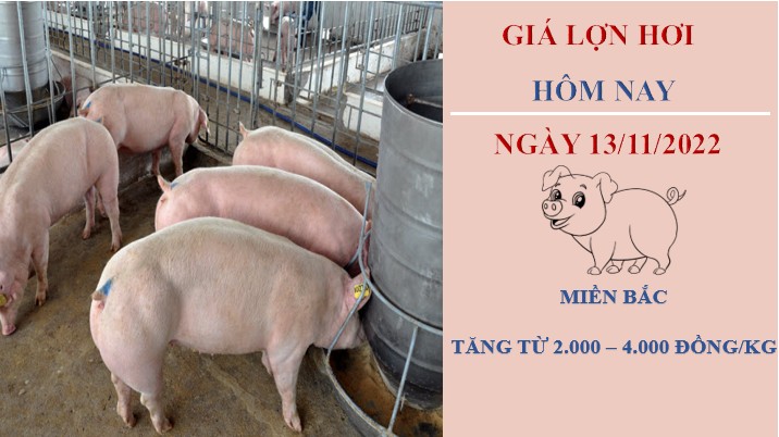 Giá heo hơi hôm nay 13/11/2022: Miền Bắc điều chỉnh tăng từ 2.000 - 4.000 đồng/kg